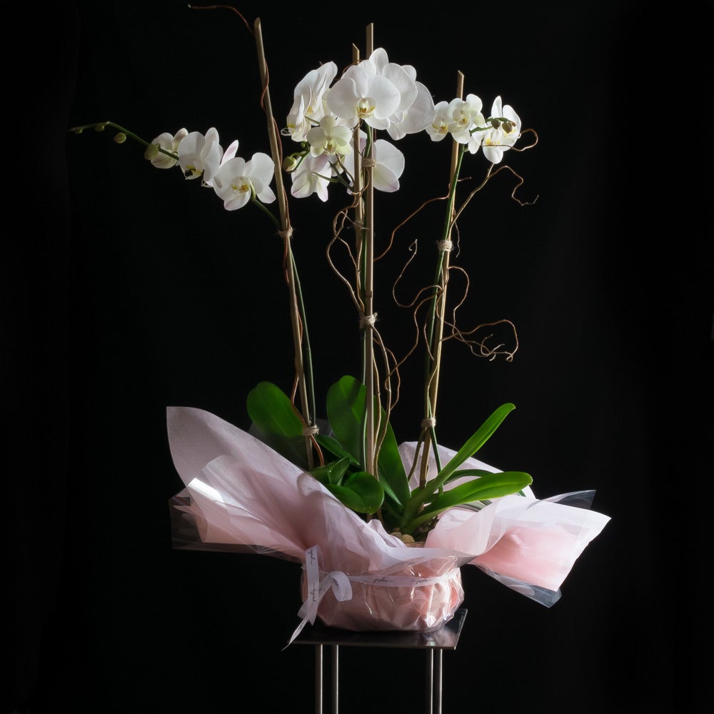 White Phalaenopsis Orchid arrangement of 4 orchids