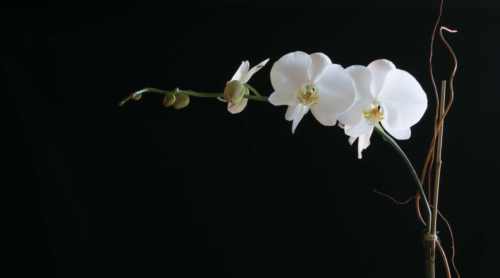 Contact Us | Jardin Floral Design