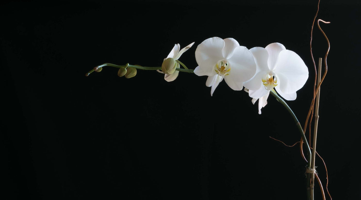 Contact Us | Jardin Floral Design