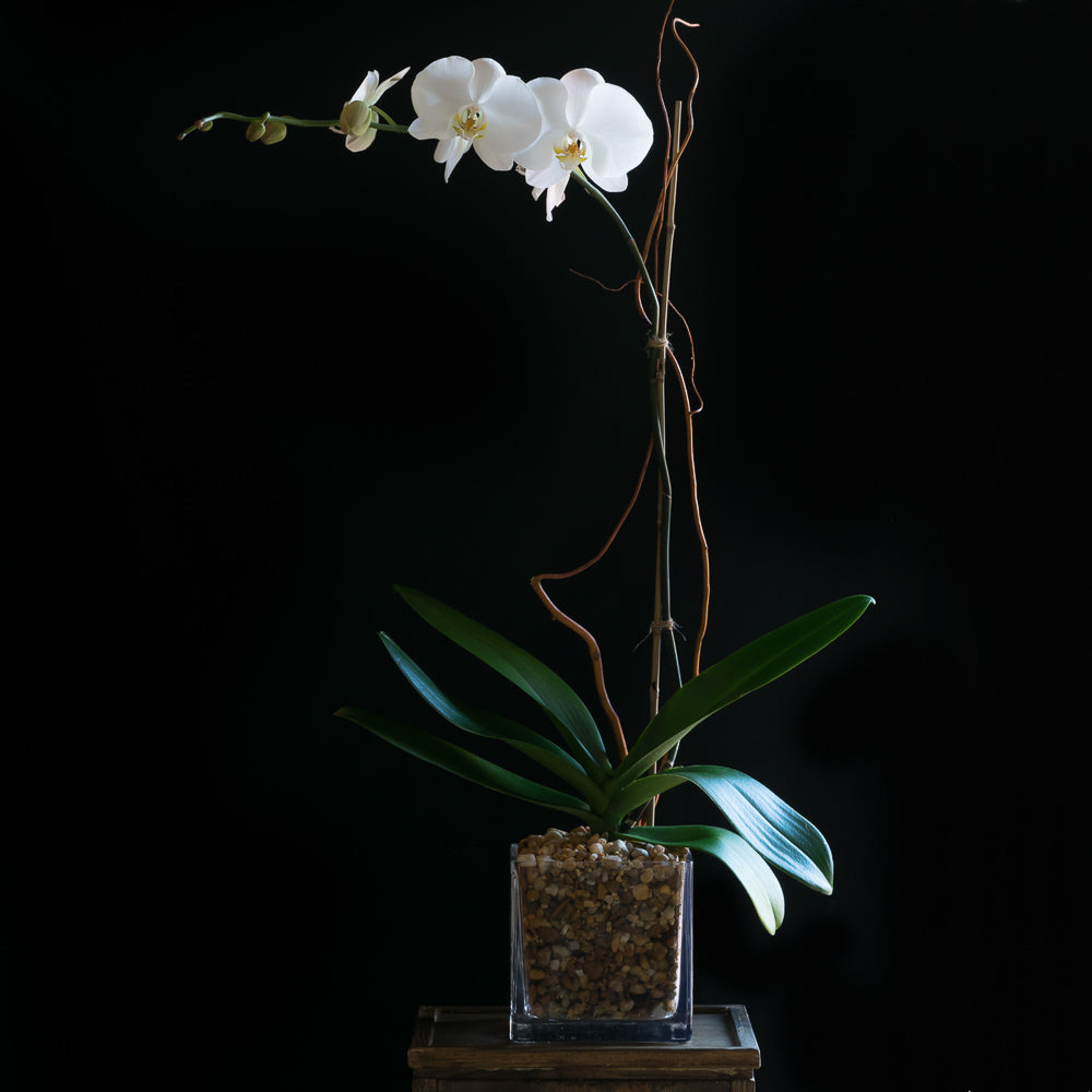White Phalaenopsis Orchid arrangement