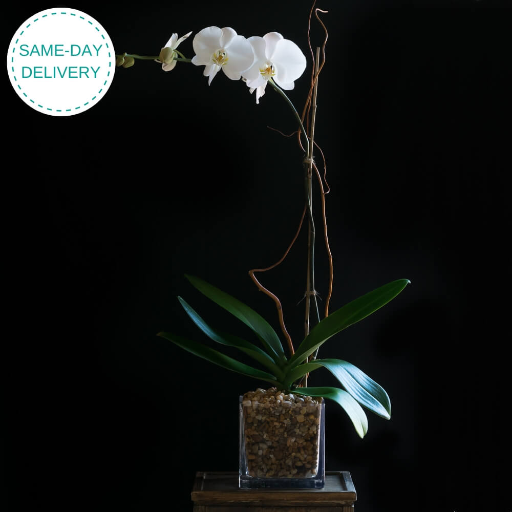 White Phalaenopsis Orchid arrangement