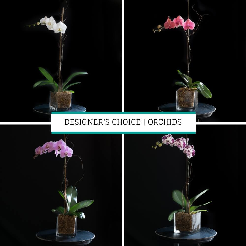 Designer&#39;s choice orchids picture showing four different orchid colors: white, pink, peach, spotty burgundy