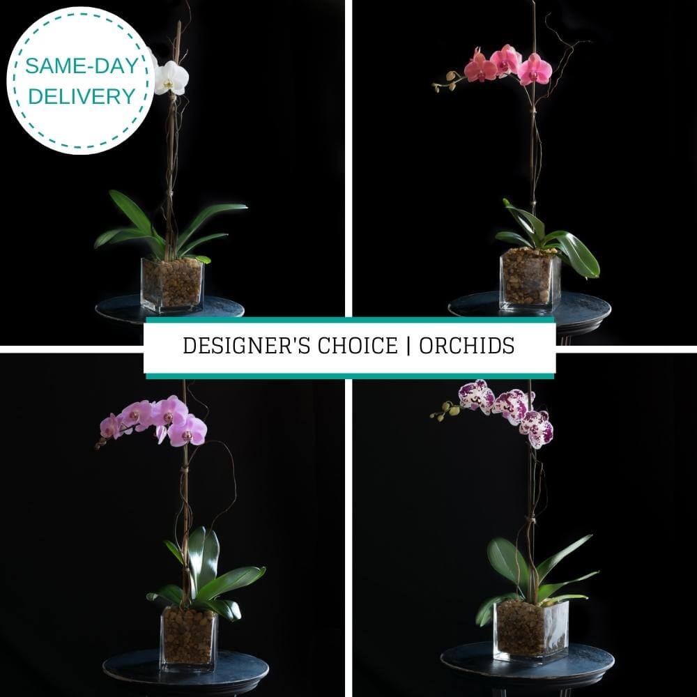 Designer's choice orchids picture showing four different orchid colors: white, pink, peach, spotty burgundy