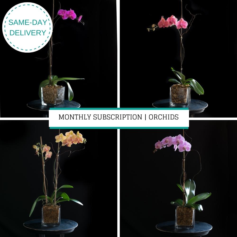 Monthly Flower Delivery Subscription | Orchids