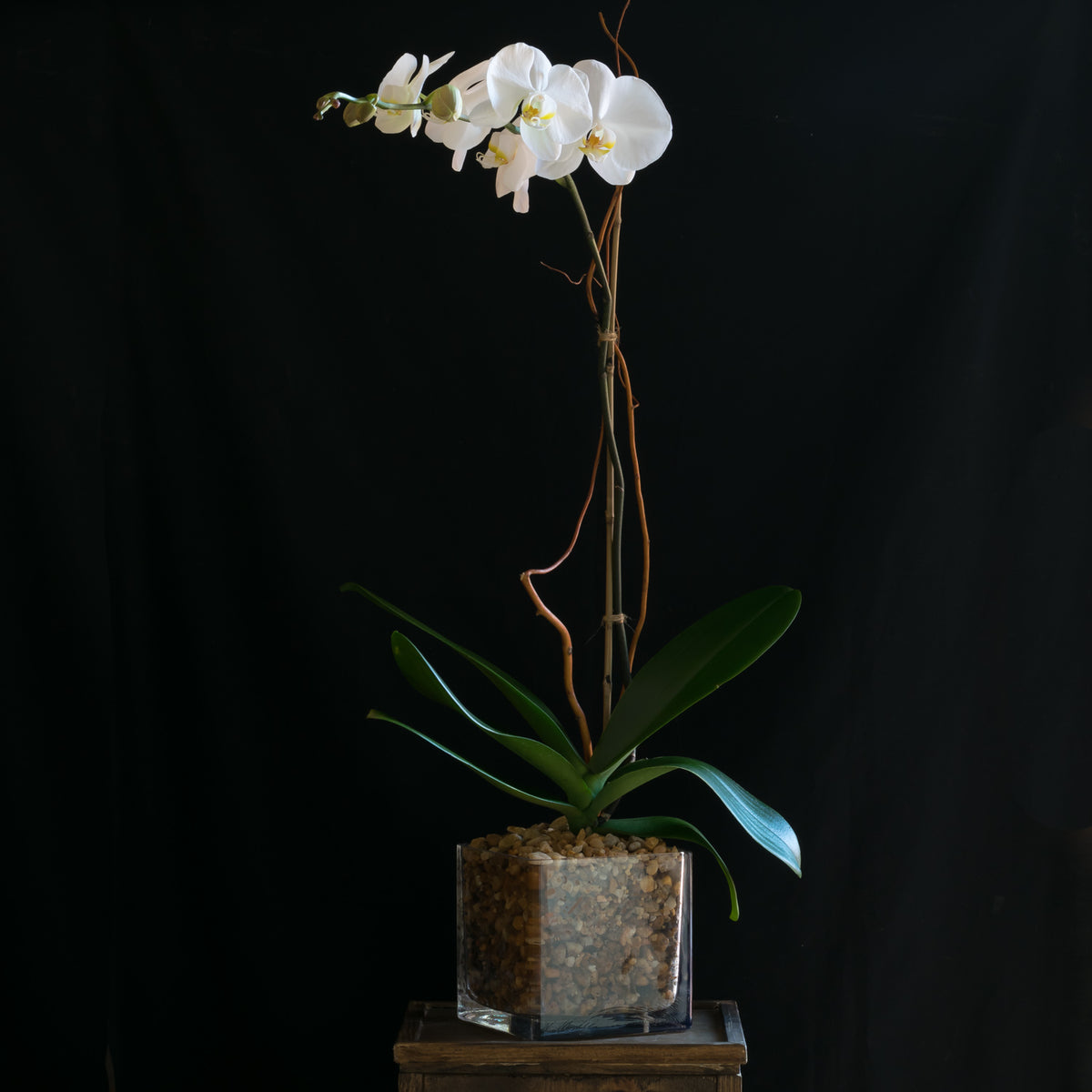 White Phalaenopsis Orchid | Cristiane