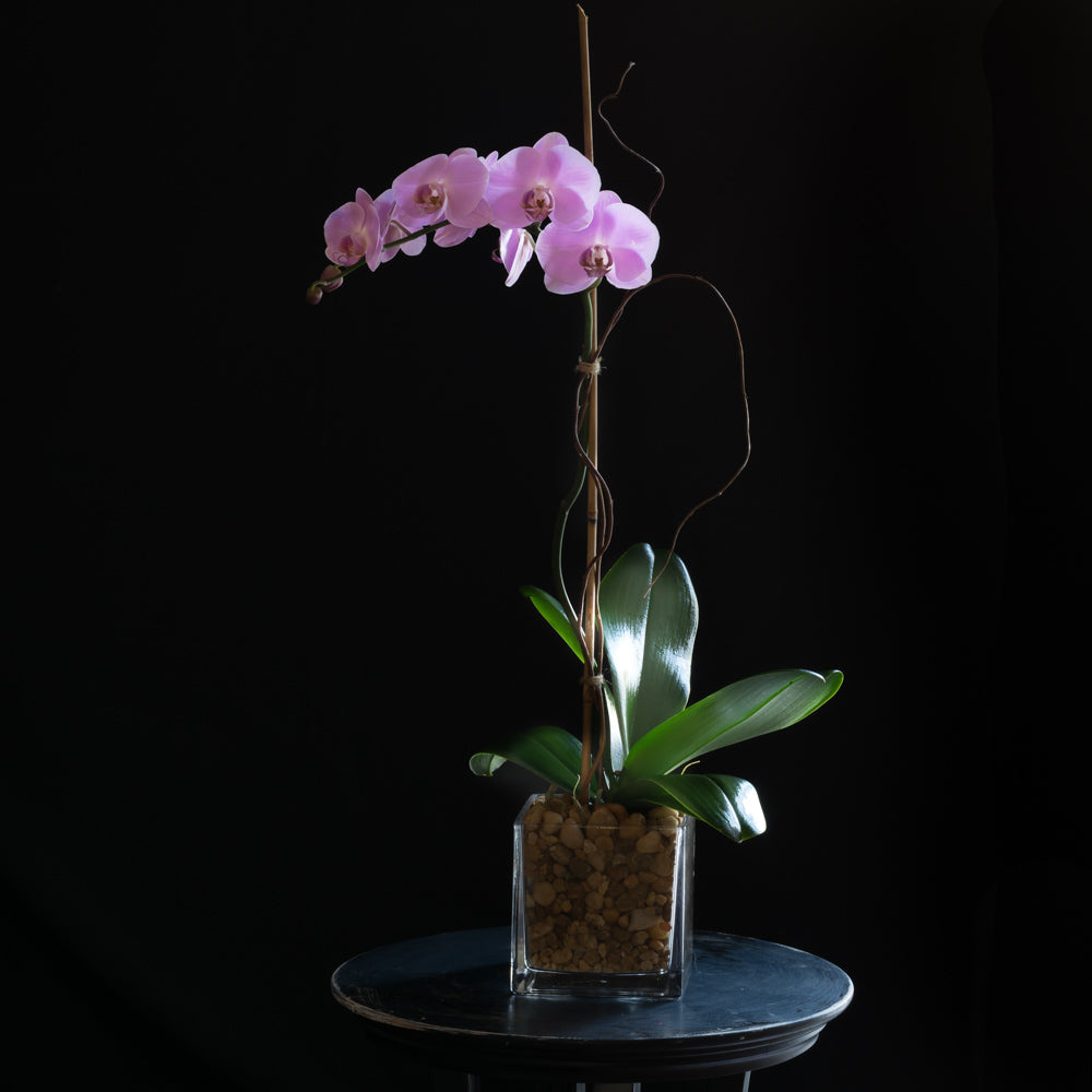 Pink Phalaenopsis Orchid arrangement