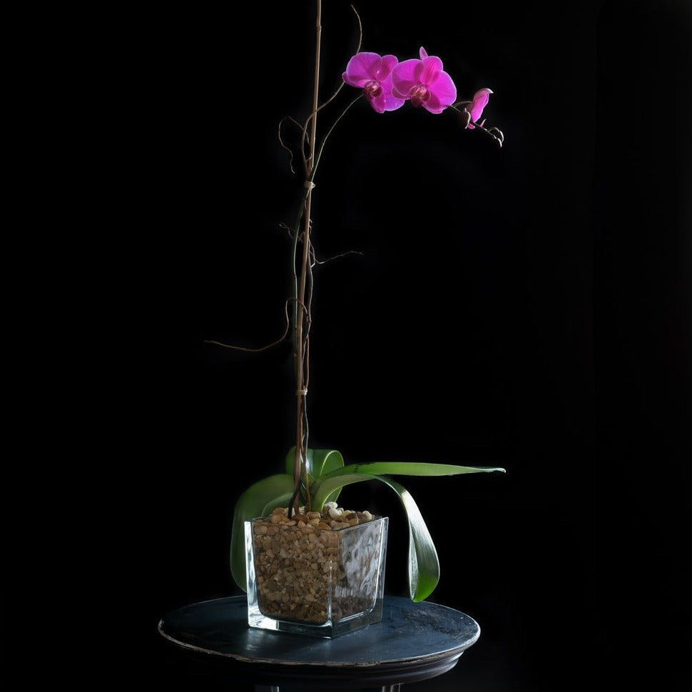 Dark pink phalaenopsis orchid