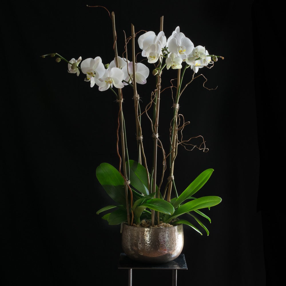 Beautiful White Phalaenopsis Orchid arrangement of 4 orchids