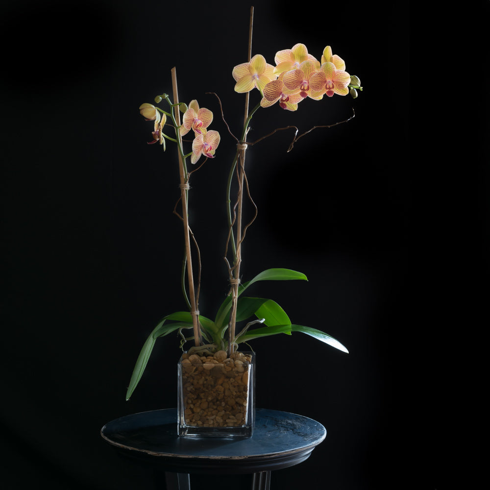 Peach Phalaenopsis Orchid